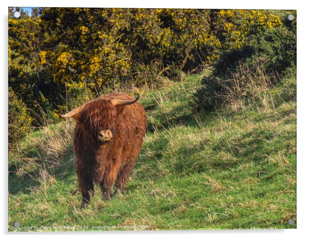 Highland Cow Acrylic by Claire Hutchison 