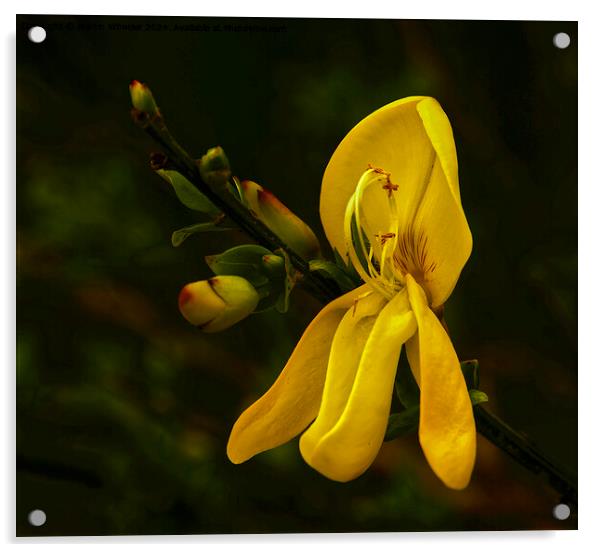 Broom in Bloom Acrylic by Martin Wheeler