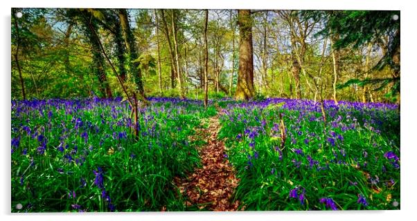 English Bluebell Wood Path Acrylic by Alice Rose