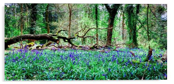 Bluebell Woods Panorama, Saltwells Nature Reserve Acrylic by Alice Rose