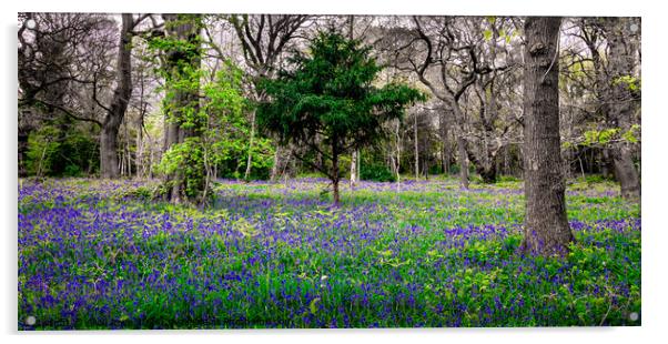 Bluebells in Atmospheric Bluebell Woods Panorama  Acrylic by Alice Rose