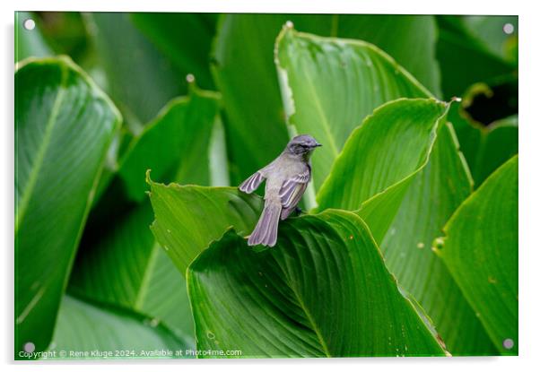 Bird relaxing on the leafs Acrylic by Rene Kluge