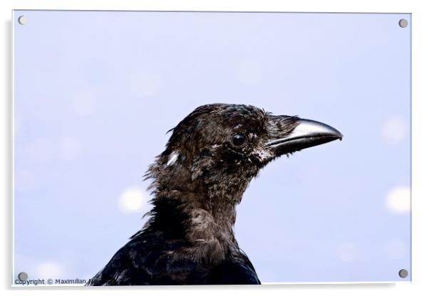 Close-Up Portrait of a Carrion Crow Acrylic by Maximilian Newmark