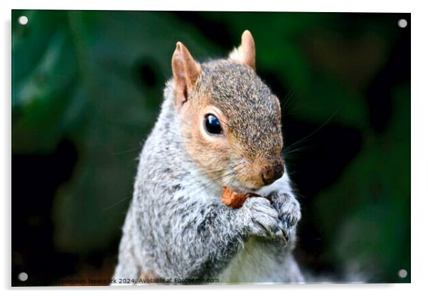 A Grey Squirrel Holding a Nut in a Lush Park Acrylic by Maximilian Newmark