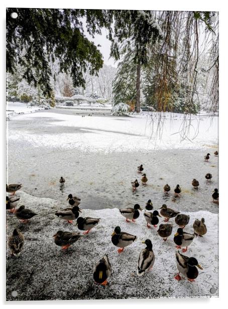 Ducks at a frozen and snowy park pond Acrylic by Robert Galvin-Oliphant