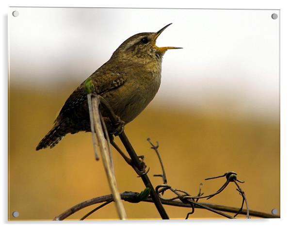 Wren Acrylic by val butcher