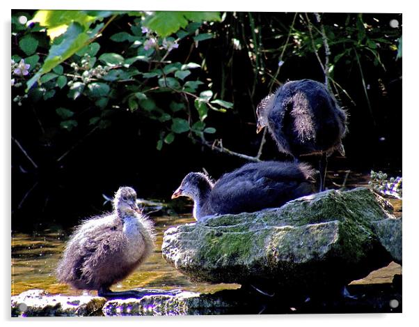 Coot Chicks Acrylic by val butcher