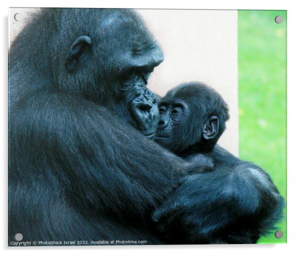 Female Gorilla and baby  Acrylic by PhotoStock Israel