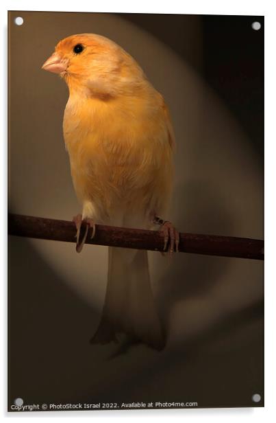 Canary (Serinus canaria)  Acrylic by PhotoStock Israel