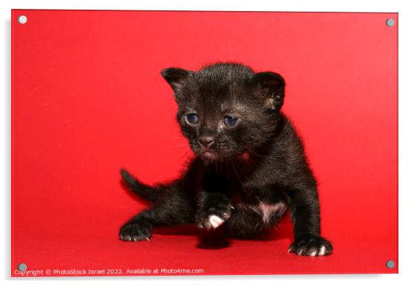 kitten Acrylic by PhotoStock Israel