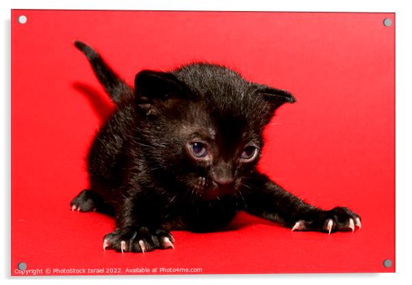 kitten  Acrylic by PhotoStock Israel