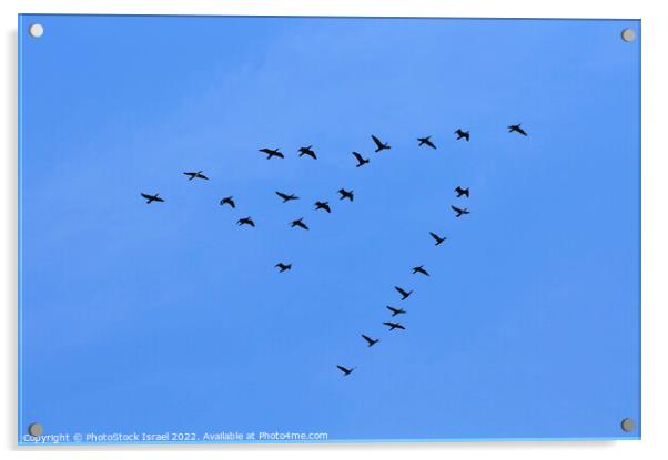 Mallard (Anas platyrhynchos)  Acrylic by PhotoStock Israel