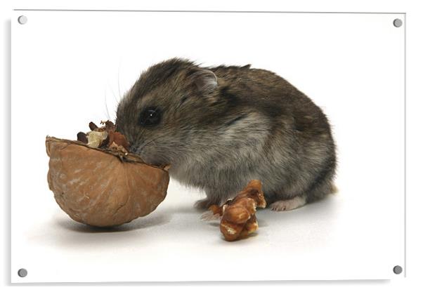 Hamster Acrylic by PhotoStock Israel