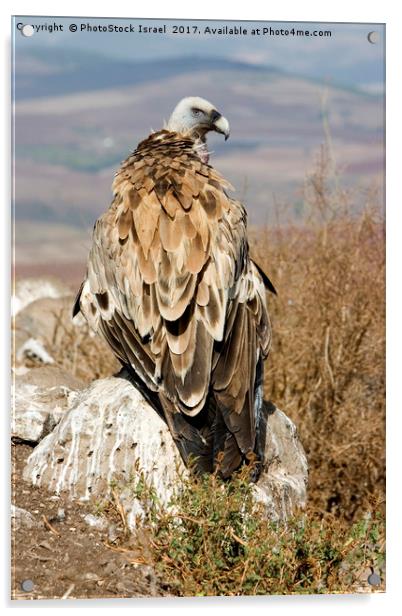 griffon vulture Acrylic by PhotoStock Israel