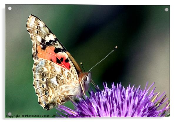 butterfly on a Silybum marianum Acrylic by PhotoStock Israel
