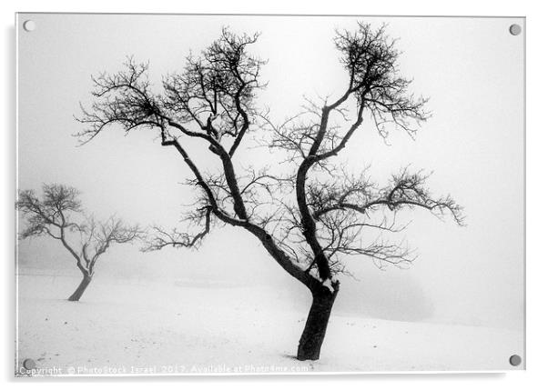 A tree in the snow Acrylic by PhotoStock Israel