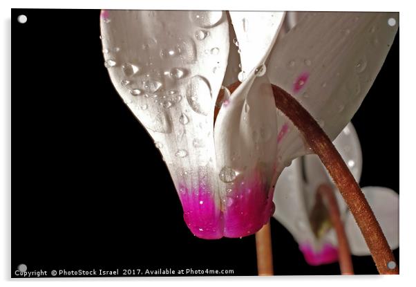 close up of a Persian Violet Cyclamen persicum Acrylic by PhotoStock Israel
