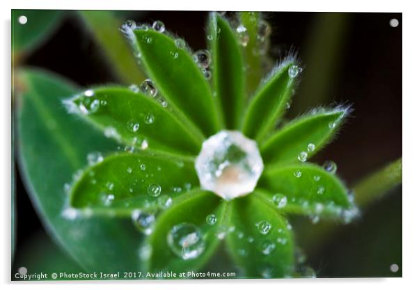 Water droplets on a leaf Acrylic by PhotoStock Israel