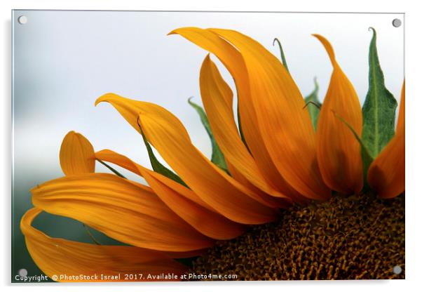 Sunflower Acrylic by PhotoStock Israel