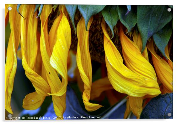 Sunflower Acrylic by PhotoStock Israel