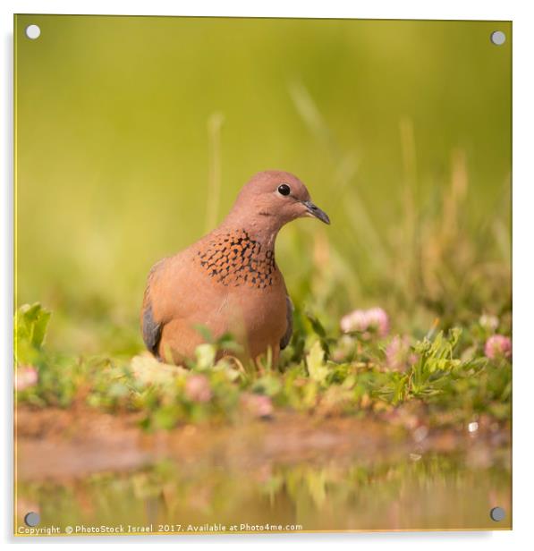 Laughing dove (Streptopelia senegalensis) Acrylic by PhotoStock Israel