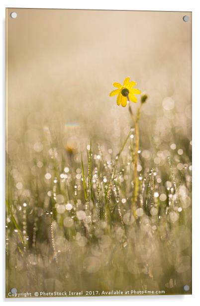 Eastern groundsel (Senecio vernalis) Acrylic by PhotoStock Israel