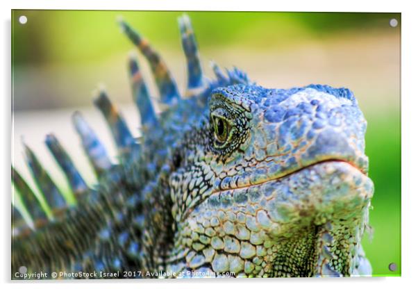 Male green iguana (iguana Iguana) Acrylic by PhotoStock Israel