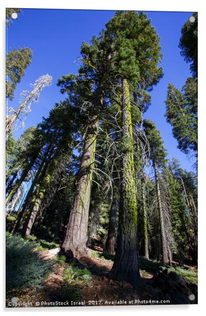 Giant Sequoia (Redwood) trees  Acrylic by PhotoStock Israel