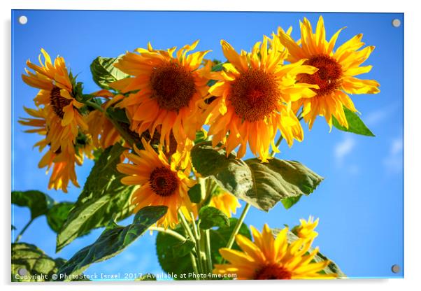 A field of sunflowers  Acrylic by PhotoStock Israel