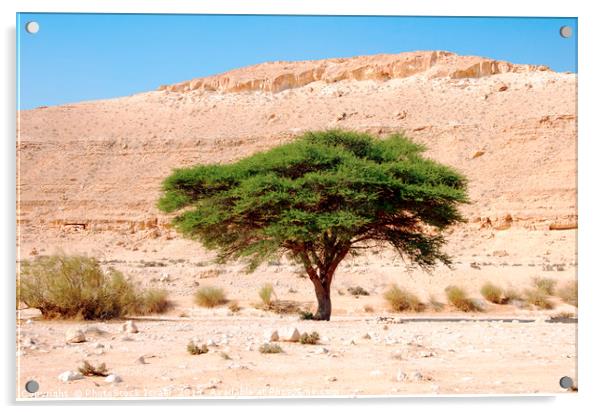 Umbrella Thorn Acacia Acacia tortilis, Negev Israe Acrylic by PhotoStock Israel