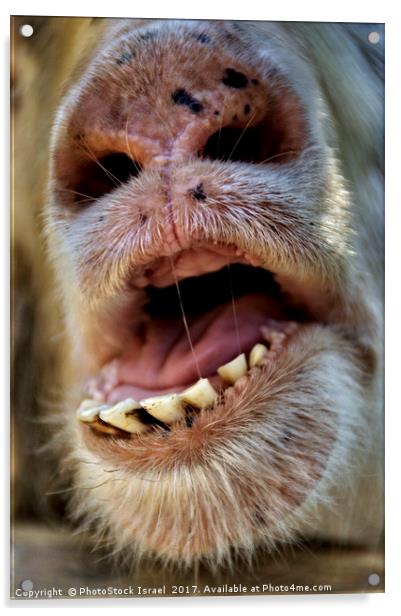 Alpaca Lama pacos, closeup of the mouth and teeth Acrylic by PhotoStock Israel