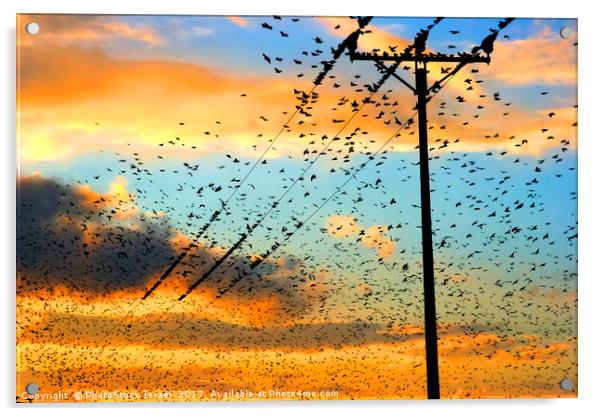 flock of birds at sunset  Acrylic by PhotoStock Israel