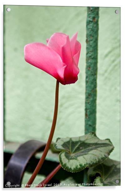 Persian Violet Cyclamen persicum Acrylic by PhotoStock Israel
