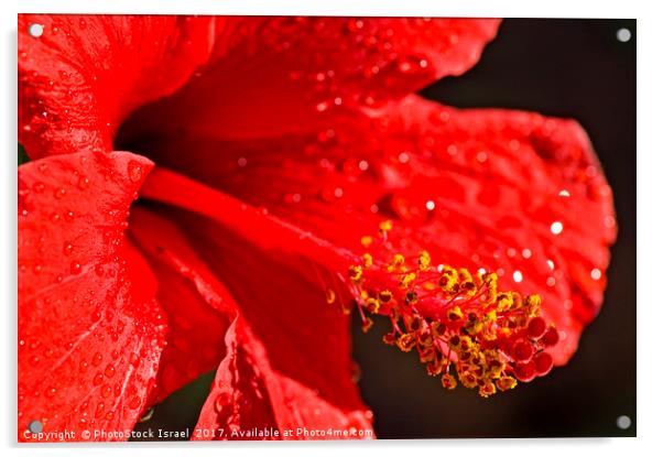 Close up of a red Hibiscus Acrylic by PhotoStock Israel