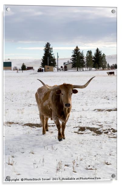 bull in the snow Wyoming WY USA Acrylic by PhotoStock Israel