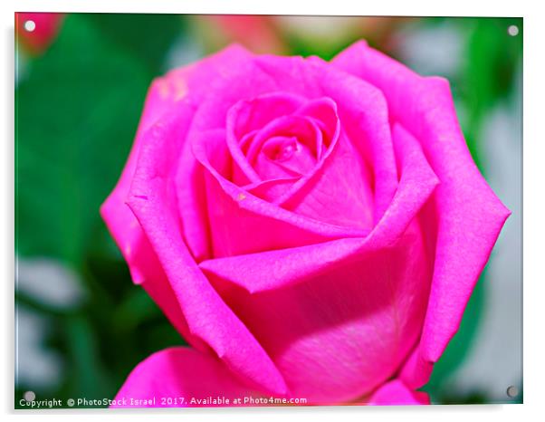 pink rose Acrylic by PhotoStock Israel