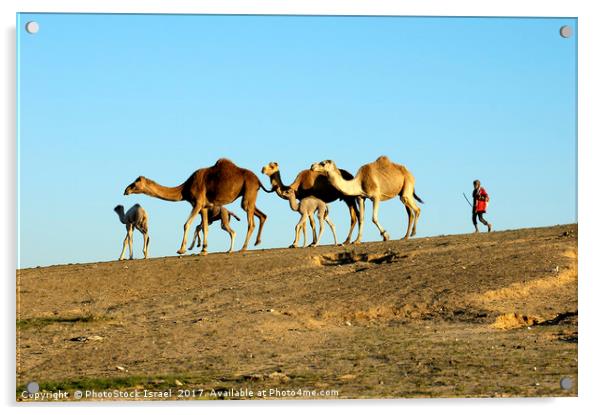 A bedouin and a herd of camels Acrylic by PhotoStock Israel