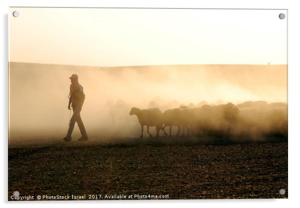 Israel, Negev, Bedouin shepherd Acrylic by PhotoStock Israel
