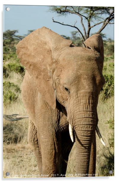 Elephant, Samburu, Kenya Acrylic by PhotoStock Israel