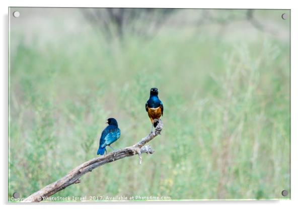 Superb Starling Samburu, Kenya Acrylic by PhotoStock Israel