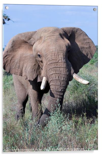 Elephant, Samburu, Kenya Acrylic by PhotoStock Israel