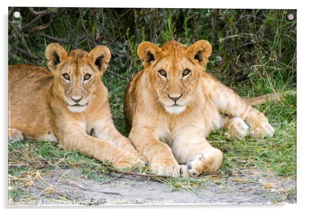 Lion cubs (Panthera leo)  Acrylic by PhotoStock Israel