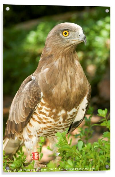 Short-toed Eagle, Circaetus gallicus Acrylic by PhotoStock Israel