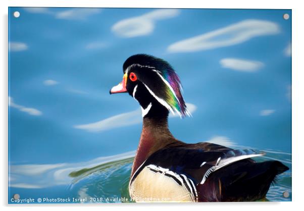 male wood duck in a pond Acrylic by PhotoStock Israel