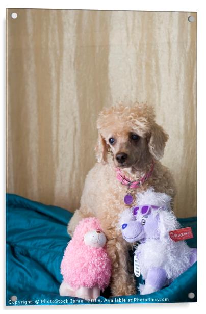 Apricot Miniature Poodle  Acrylic by PhotoStock Israel