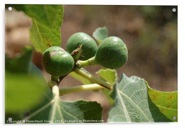 Fig fruit and leaf Acrylic by PhotoStock Israel