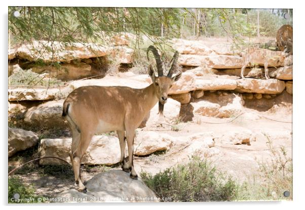 Nubian Ibex  Acrylic by PhotoStock Israel