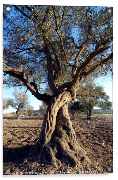 Israel, Lachish Olive tree Acrylic by PhotoStock Israel