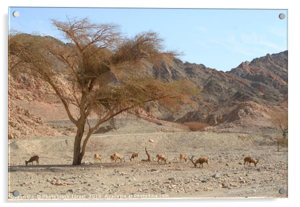 Nubian Ibex (Capra ibex nubiana) Acrylic by PhotoStock Israel