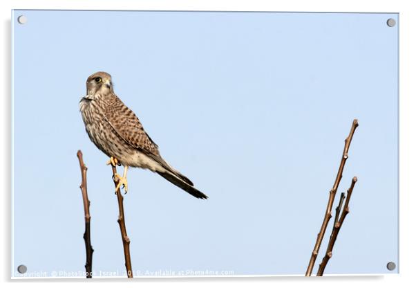 Common Kestrel (Falco tinnunculus) Acrylic by PhotoStock Israel